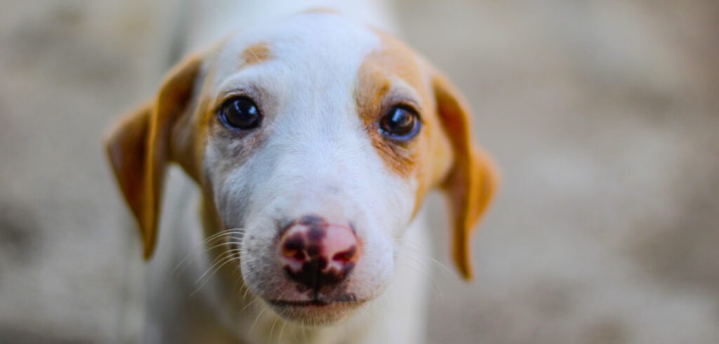 dog adoption centres near me - Blue Cross Society of Pune