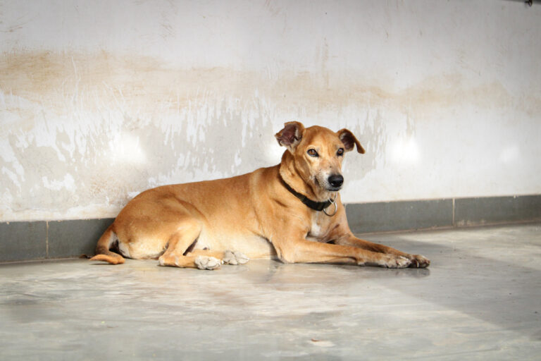 In Patient Department (IPD) at Blue Cross Society Of Pune