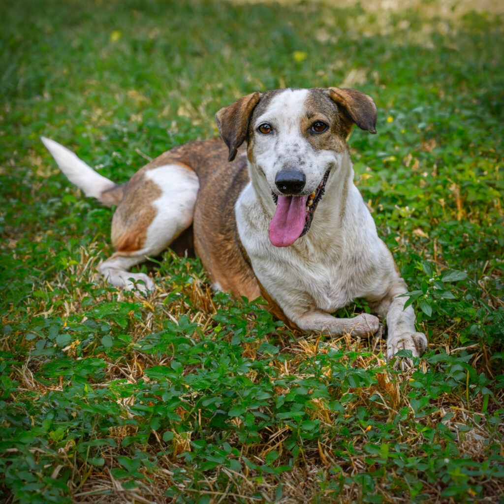 animals rescues near me - Blue Cross Society of Pune