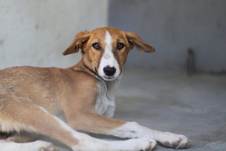 fostering puppies near me | Blue Cross Pune