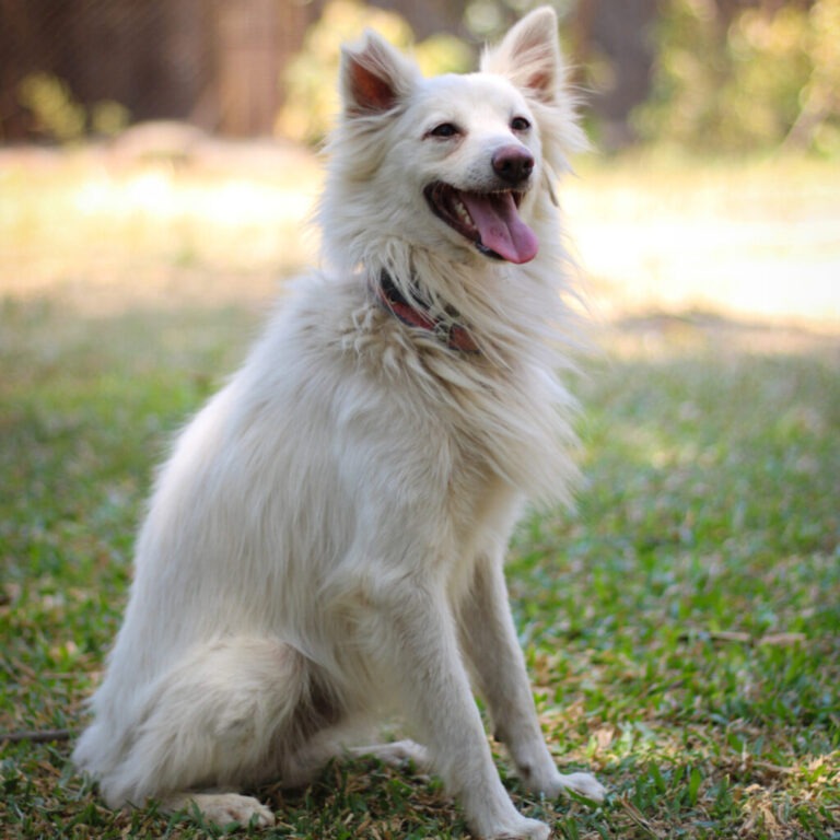 pet adoption in pune | Adopt pet dog Jerry from Pune from Blue Cross Society Of Pune