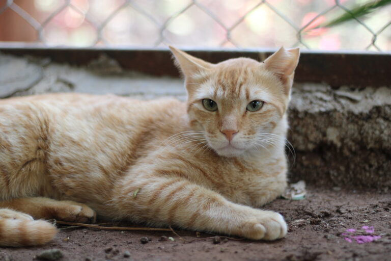 shelter for cats near me | Blue cross society | Blue cross Pune