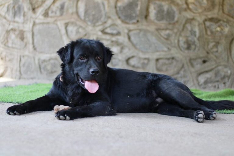 pet adoption in pune | Adopt pet dog Frankie from Pune from Blue Cross Society Of Pune