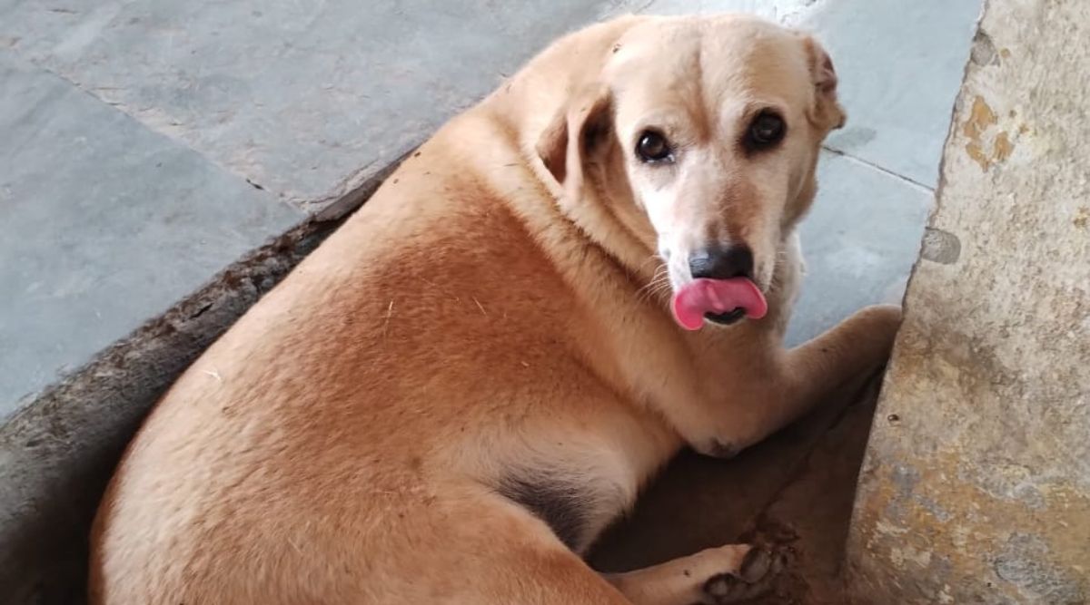 feeding street dogs