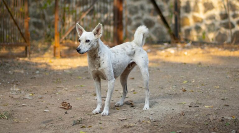 street dog breed