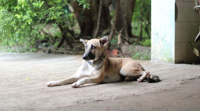 Adopting a stray dogs from the Blue Cross Society Pune is easy with street dog adoption services near me