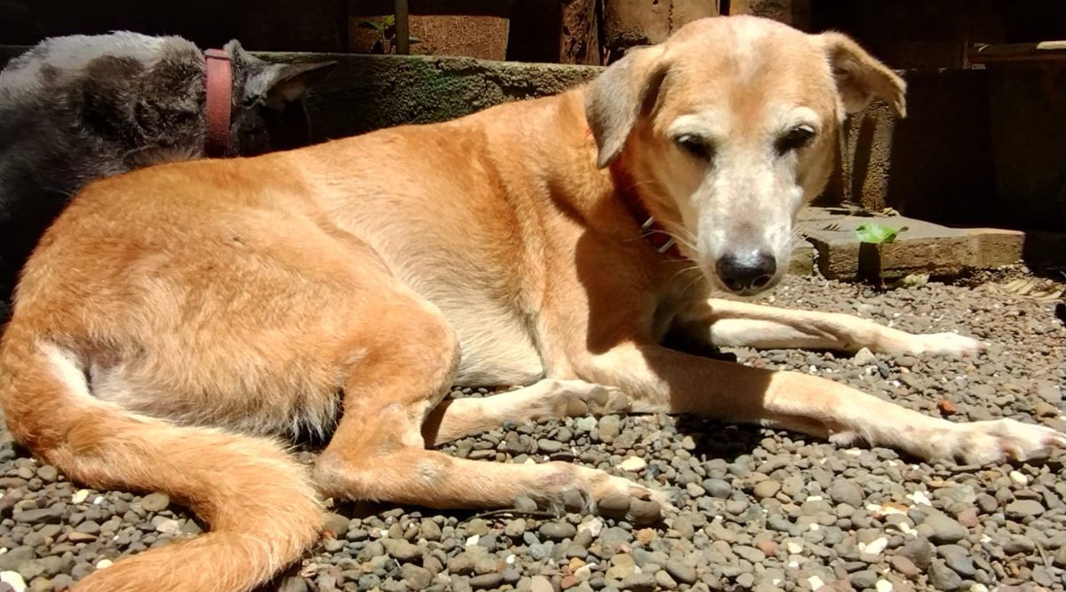 Lonely street dog Brownie waiting for a loving family to adopt at Blue Cross Society Pune shelter ngo for stray dogs near you