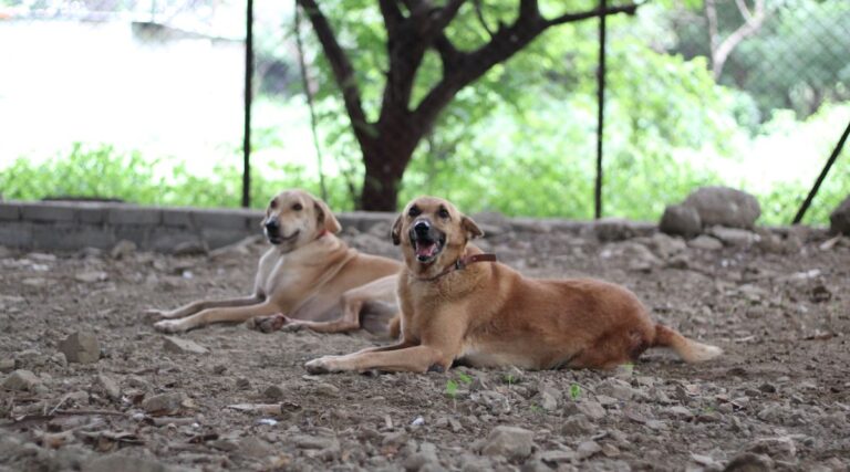 Stray dogs Rescue by Blue Cross Society Pune | stray dog shelter near me