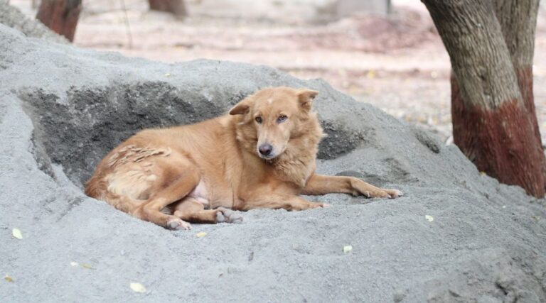 Do Stray Dogs Carry Diseases? | BCS Pune - Blue Cross Society