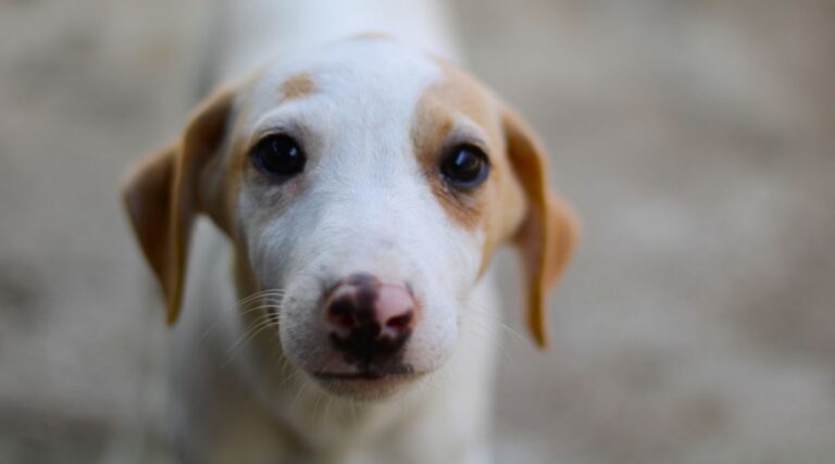 Adopt a puppy in Pune from BCS Pune and provide a loving home to a stray dog