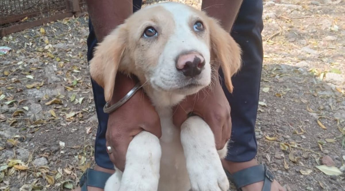 Adopt a puppy in Pune – Meet Scruffy, a young pup happily enjoying his new home filled with love and warmth after being adopted through BCS Pune.