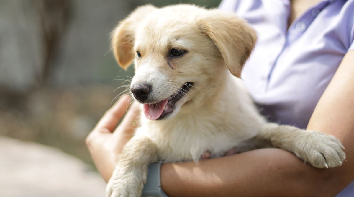 Adopting a stray dog bringing a street dog to a loving home