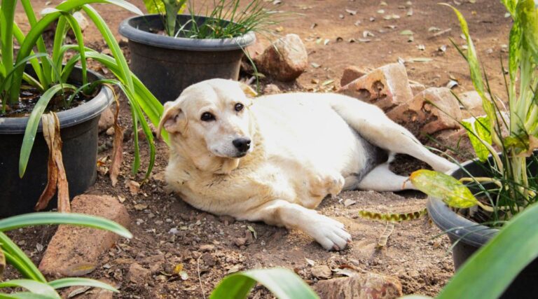 Exploring the Obstacles in Stray Dog Rescue and Ways to Make a Difference