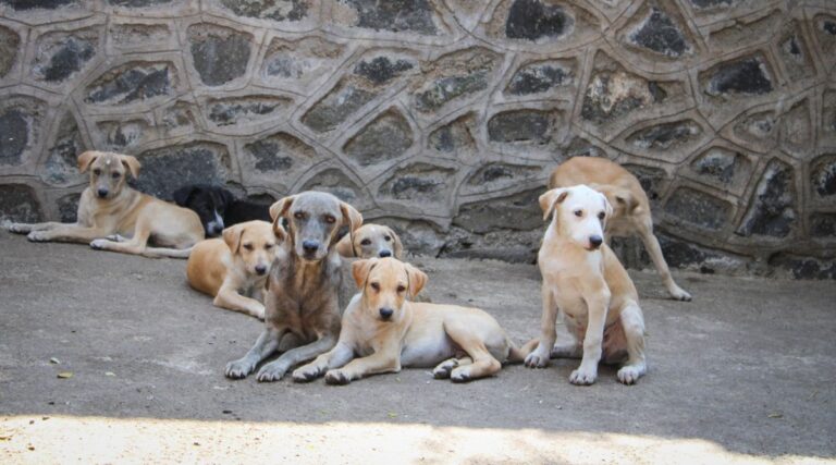 Find Your Perfect Companion: Puppies and Dogs for Adoption at BCS Pune