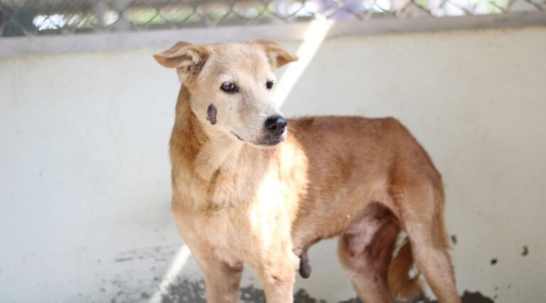 Rescued stray dogs at an Stray dog shelter near me