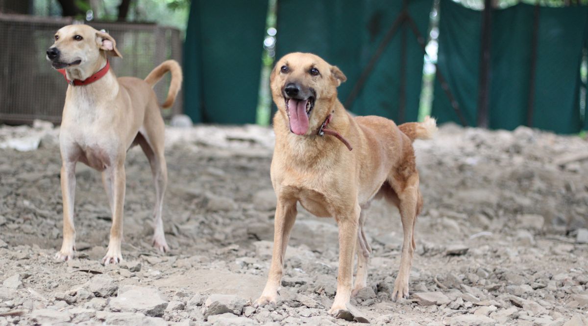 Stray Dogs In India Practical Steps to Improve their Welfare