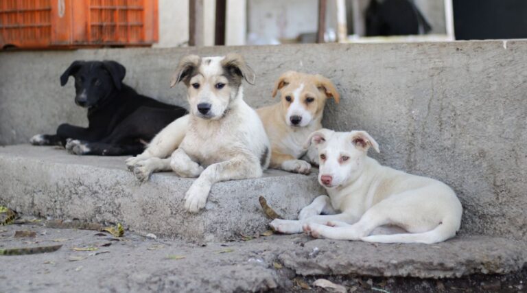 Stray Puppies Essential Hygiene Tips for Health and Welfare