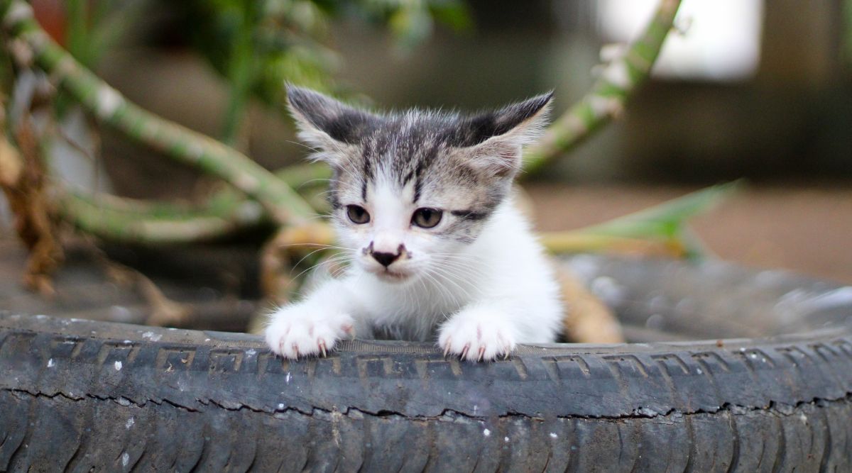 Stray cats receiving love and care at a trusted shelter for cats near me in Pune