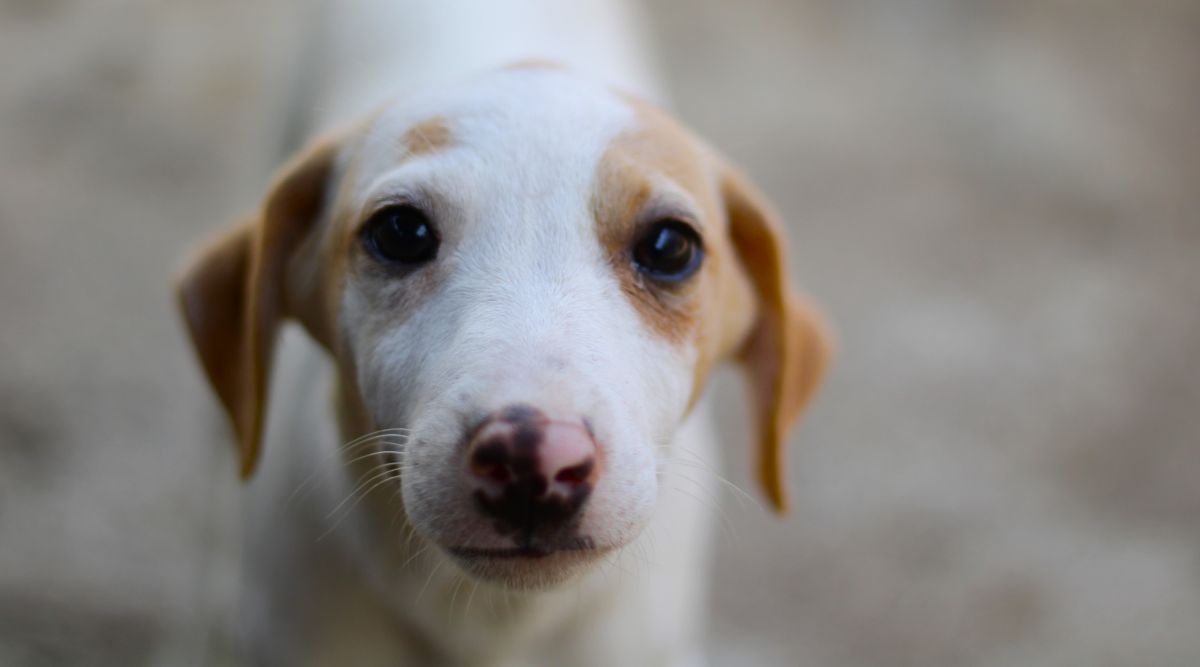 Street dog adoption program providing safe homes for stray dogs