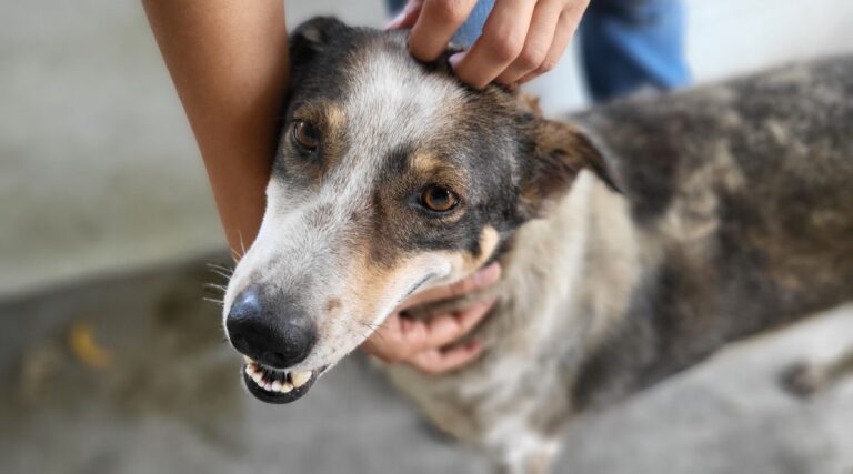 Stray Dog Rescue: Choosing the Right NGO for Effective Help