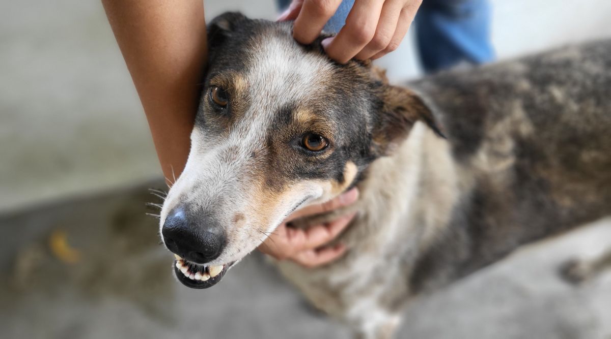 The Role of NGOs in Stray Dog Rescue Finding the Right Organization