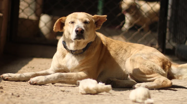 Can Dog Ticks Spread Diseases to Humans