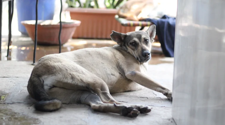 Tick Treatment for Dogs
