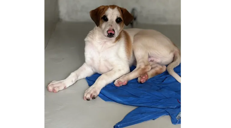 Parvo Symptoms in Dogs