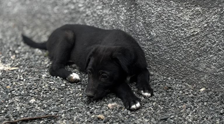 What Your Puppy Can (and Can’t) Eat Safely