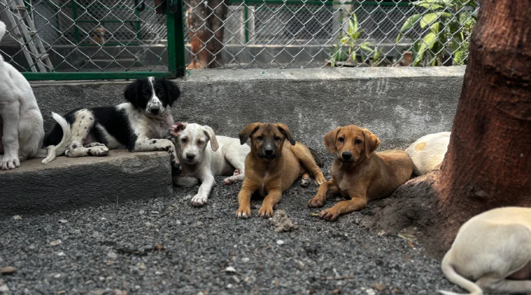 Which Dog Is Best for Home