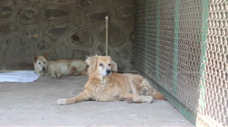 Canine Distemper Causes, Symptoms and Vaccine Guide for Dogs