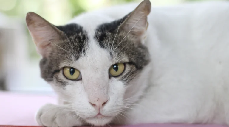 Pyometra in Cats
