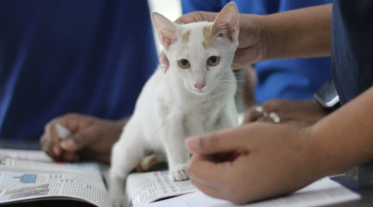 Strange Cat Behaviour That Could Actually Be Health Warnings